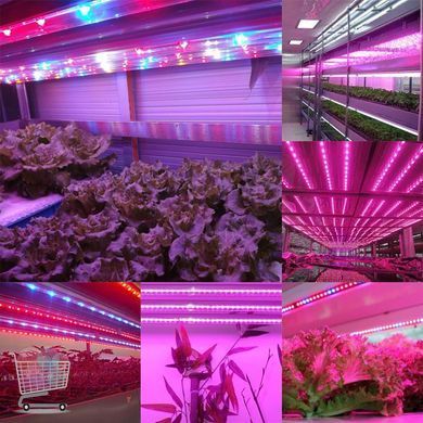 Універсальна світлодіодна лента SMD 5050 RGBW з білим та кольоровим світлом &bull; LED-стрічка SMD 5050 RGBW з RGB та White підсвіткою