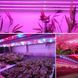 Універсальна світлодіодна лента SMD 5050 RGBW з білим та кольоровим світлом &bull; LED-стрічка SMD 5050 RGBW з RGB та White підсвіткою