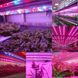 Універсальна світлодіодна лента SMD 5050 RGBW з білим та кольоровим світлом &bull; LED-стрічка SMD 5050 RGBW з RGB та White підсвіткою
